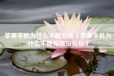 苹果手机为什么不能充电(苹果手机为什么不能充电没反应)